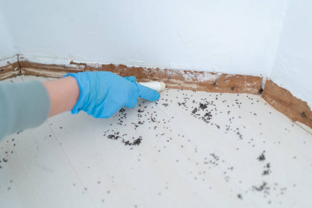 Best Residential Pest Control  in Temesl Valley, CA